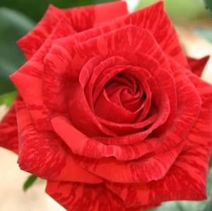 Meet your Posher, Vicki